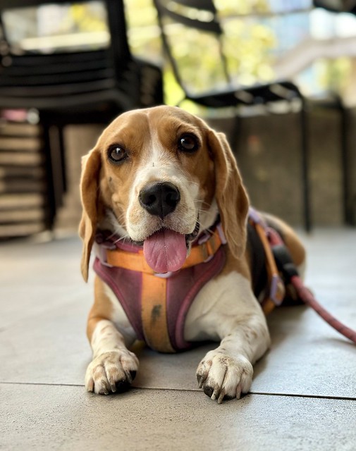 Coco the beagle sitting at a cafe