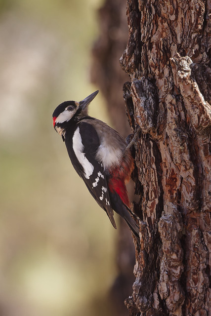 Great Spotted Woodpecker / Pic épeiche