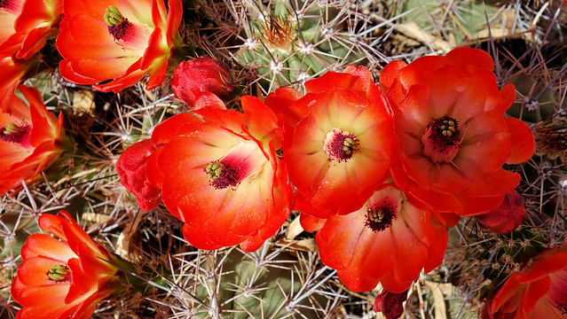 cacti flowers