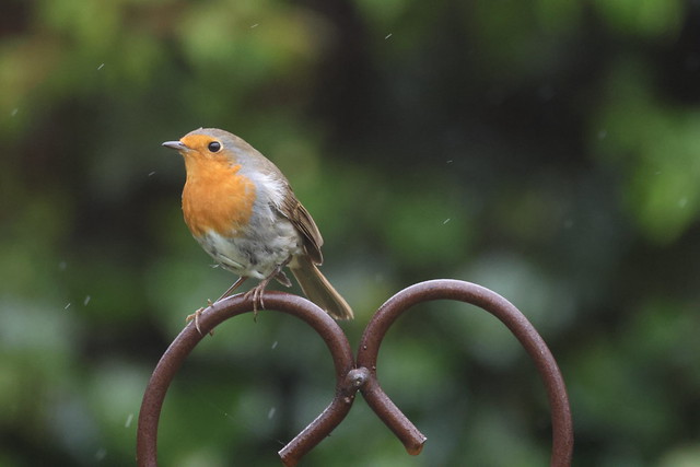 Robin, I've had enough of this rain