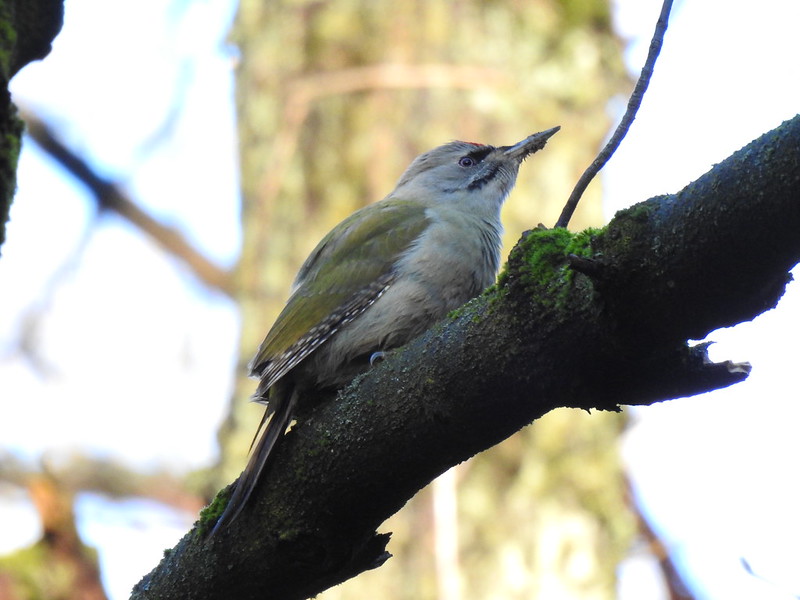 Grey-headed Woodpecker, Košice, Slovakia