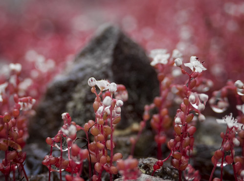 Diamorpha in bloom