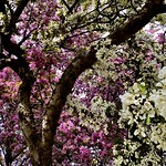 May 13, 2023: Cherry and crabapple trees in bloom, North Tonawanda Botanical Gardens, North Tonawanda, New York A profusion of spring blossoms at the Botanical Gardens in North Tonawanda, New York: cherry at left, crabapple at right.