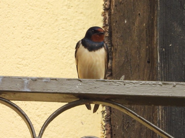 Golondrina común - Barn Swallow