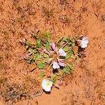2023.04.23_13.14.11 Dune primrose (Oenothera deltoides), Evening Primrose family (Onagraceae).
Red Cliffs Desert Preserve, St. George, Washington County, Utah.
