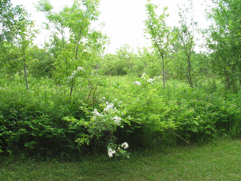 “Beautiful white Hydrangea or other white flower shrub in Discovery bay , Martin’s photographs , Ajax , Ontario , Canada , June 19. 2021”
