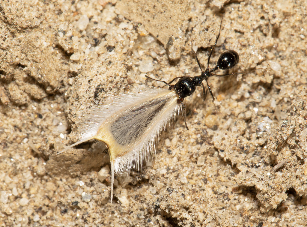 Veromessor pergandei (a smooth harvester ant) with Desert Sunflower (Geraea canescens) seed