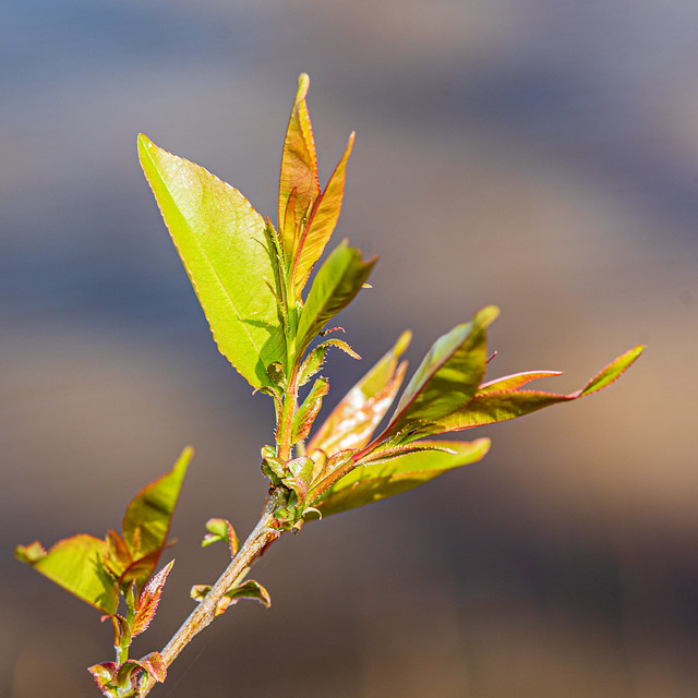 New Leaves @ Swift Creek Reservoir - Midlothian, VA, USA