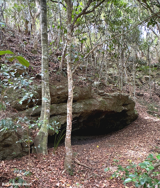 Smaller Cave in Littoral Rainforest, Back Beach, Black Head, Hallidays Point, Mid North Coast, NSW