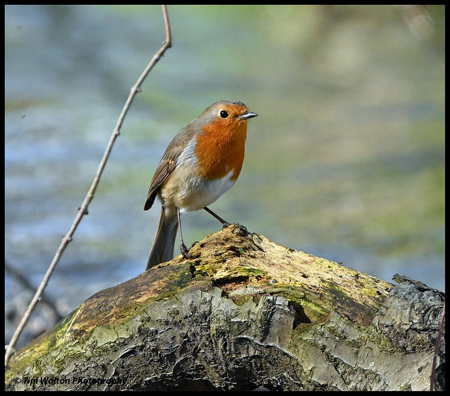 Robin down by the river bank.