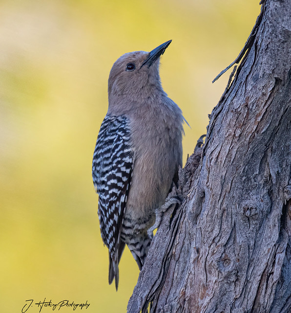 Gila Woodpecker-