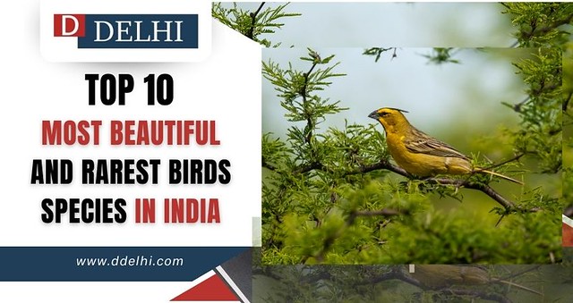DDELHI  - Rarest Birds Species