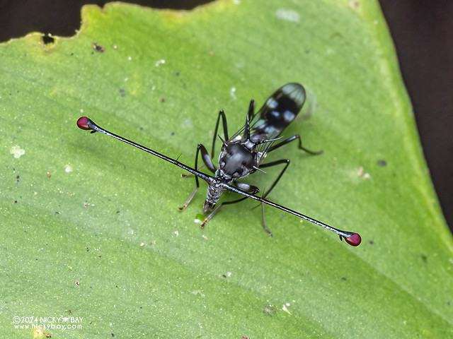 Stalk-eyed fly (Teleopsis sp.) - P3138062