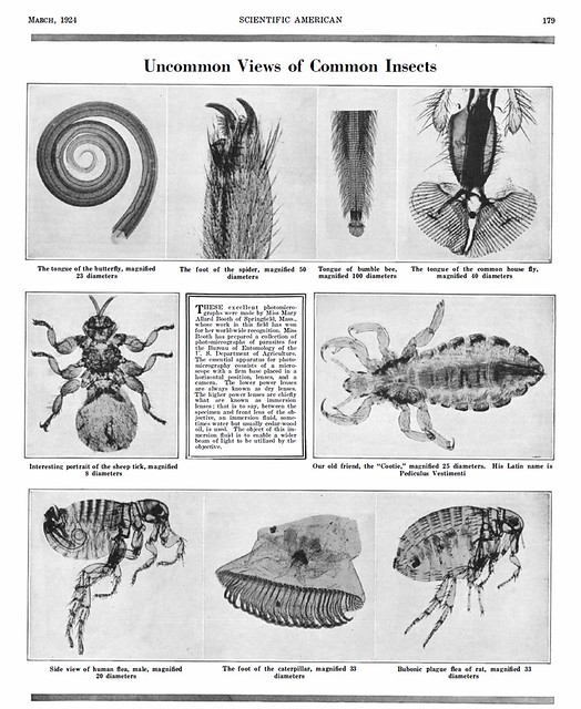 The More You Know 089 - Uncommon Views of Common Insects - 1924