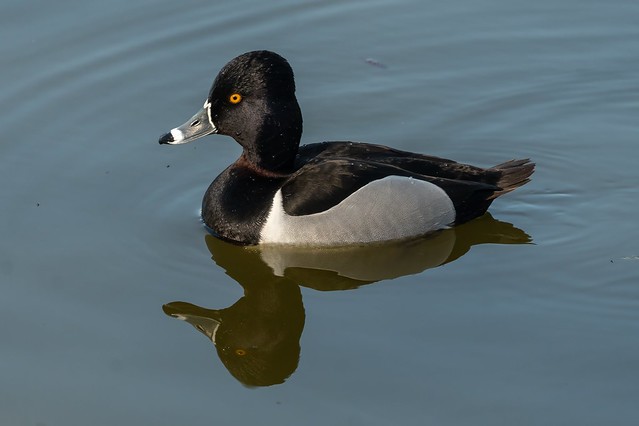 Ring necked duck