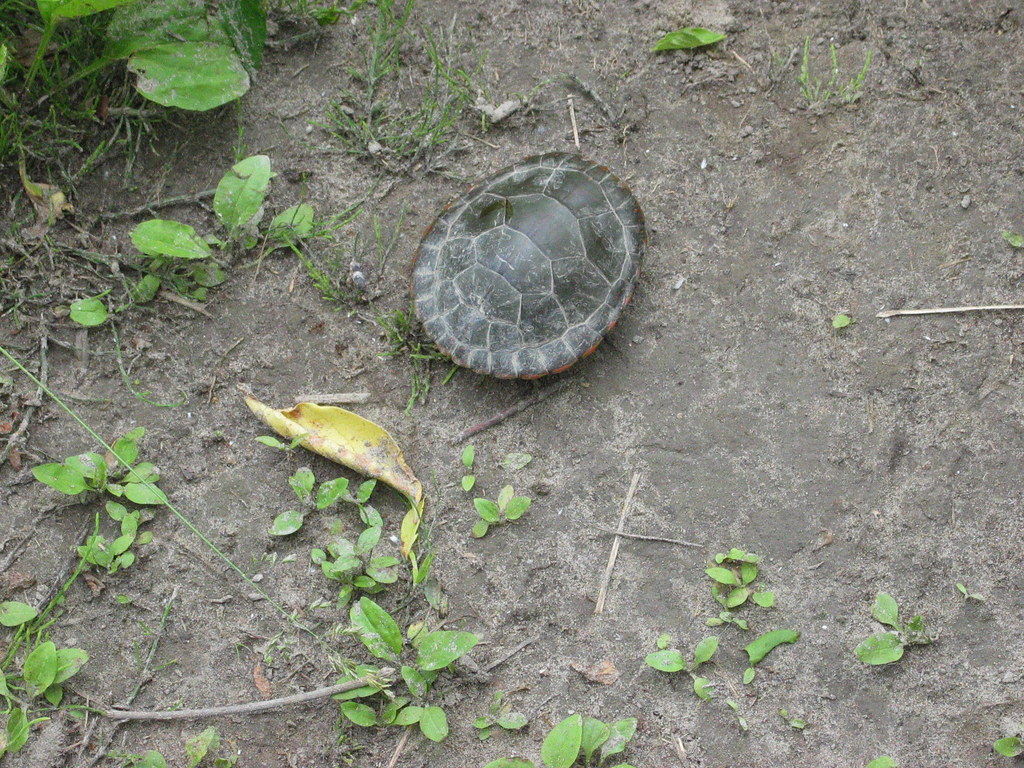 “Turtle on the shore of Duffins creek in Discovery bay , Martin’s photographs , Ajax , Ontario , Canada , June 19. 2021”