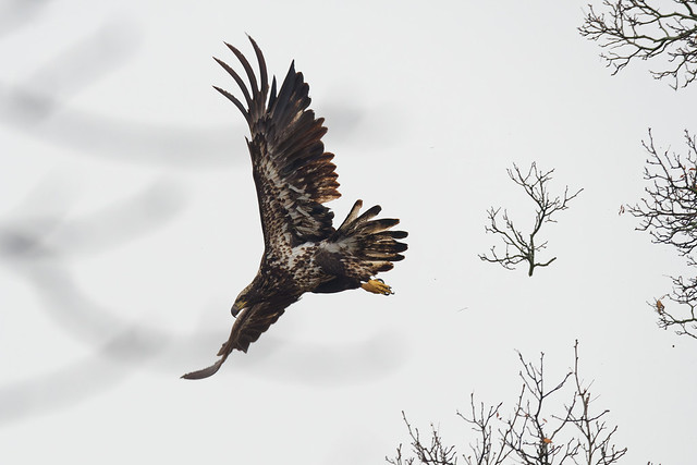 Bald Eagle (Juvenile) - Takeoff