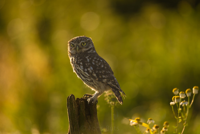 Little Owl at dawn
