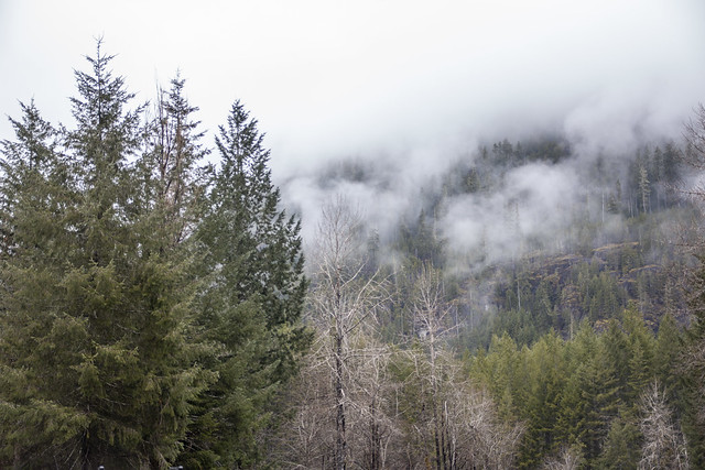 Low level clouds at rest stop, Highway 4, Vancouver island, BC