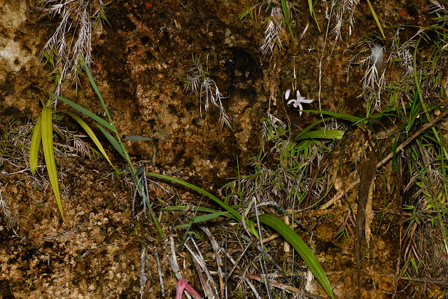 Taiwan Ground Orchid 1
