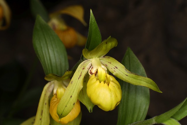 Cypripedium segawai