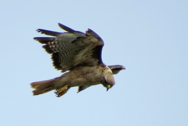 Hawk on the prowl hovering over San Francisco's Excelsior District 20190802-155420B