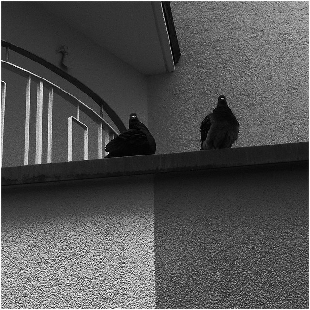 pigeons at the balcony
