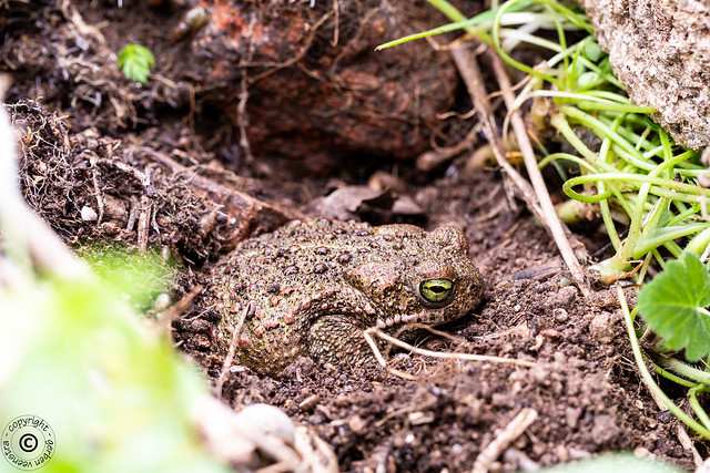 Iberische vroedmeesterpad (NLD) / Iberian midwife toad (ENG) / Alytes cisternasii (LAT)