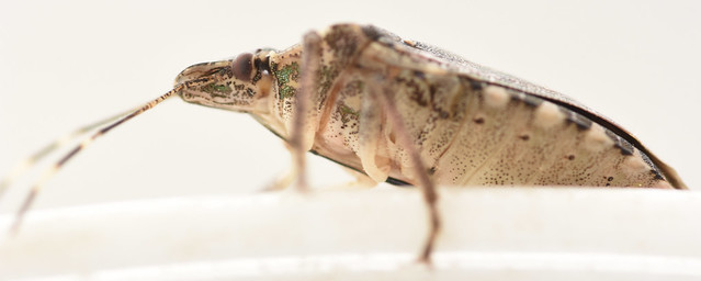 15 mm female brown marmorated stinkbug