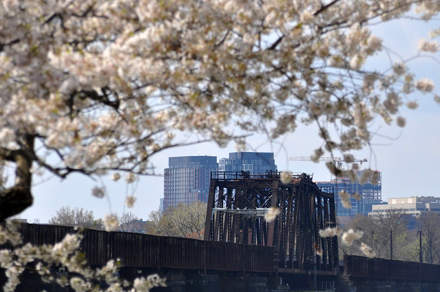 Long Bridge, Crystal City, and cherry blossoms