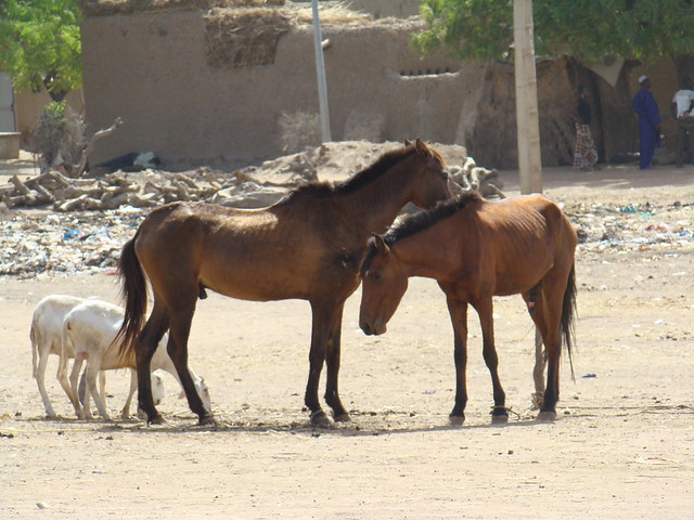 caballos y cabras animales Mali