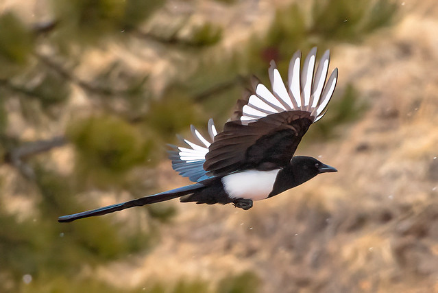 Black-Billed Magpie flying in the Snow