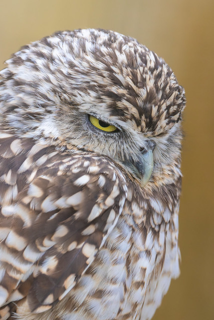 Grumpy Burrowing Owl