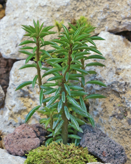Peperomia 4987-1; Piperaceae (1)