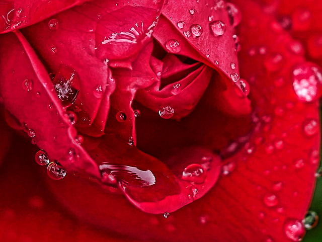 drops on a rose