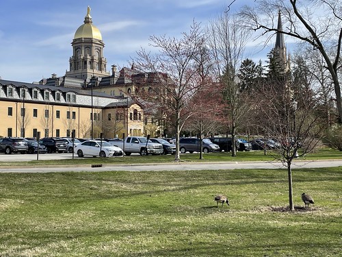 University of Notre Dame campus A view of the Main Building, with its famous golden dome and statue of Mary on top.