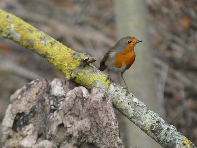 Wild Bird Photo Course Lackford Lakes Bury St Edmunds Feb 2024 Y