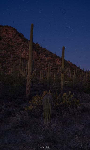 Stars over Saguaro