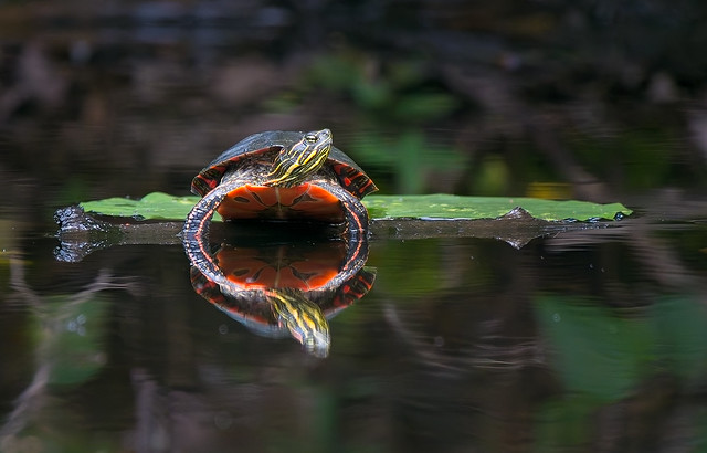 Alpha turtle