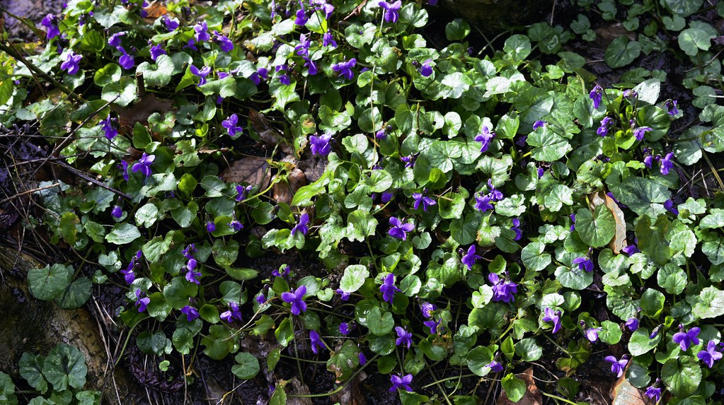 März-Veilchen (Viola odorata); Bergenhusen, Stapelholm) (9)