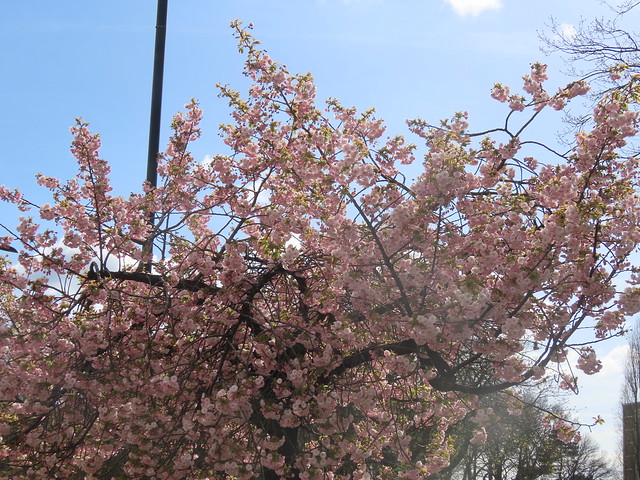 Fox Hollies blossom tree