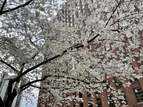 Cherry blossoms in Cret Park, Philadelphia 