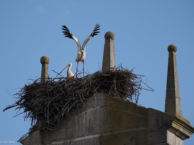 White Storks nesting