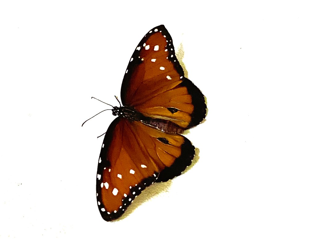 Danaus gilippus --  Queen Butterfly 5208