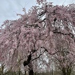 Cherry blossoms in Fairmount Park, Philadelphia 