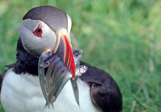 Puffin with his catch of the day
