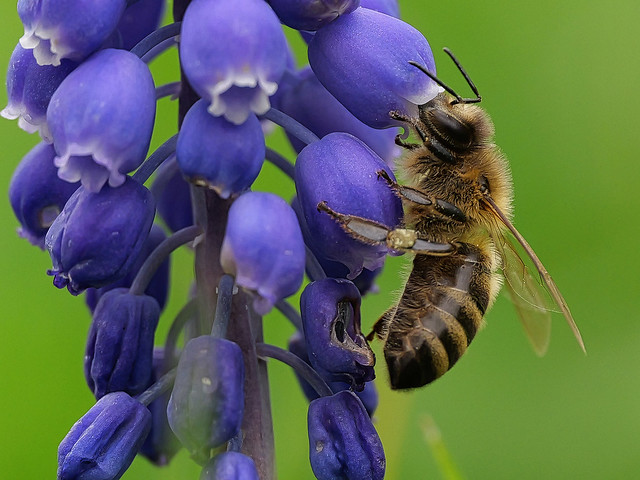 Honigbiene an Traubenhyazinthe