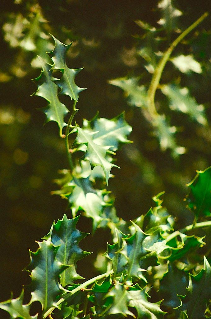 Common Holly Leaves