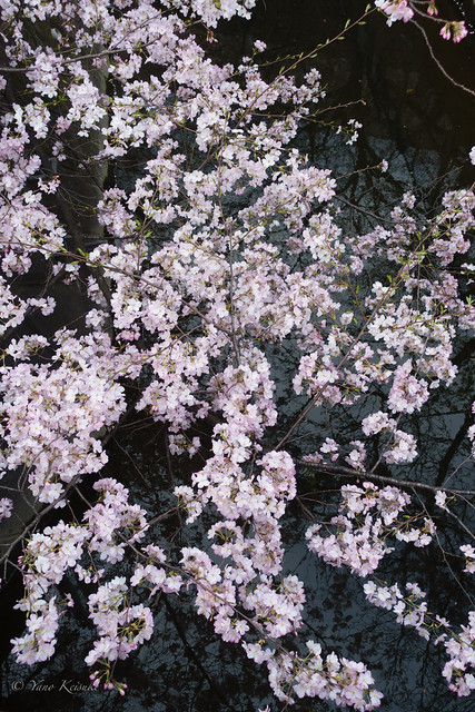 Cherry blossoms over a stream / 小川の桜