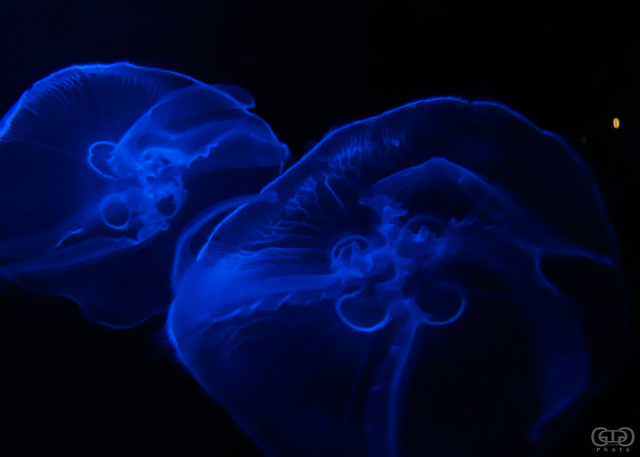 Deep blue jellyfish.